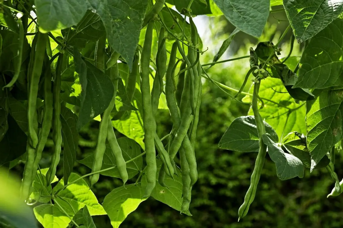نحوه کاشت و پرورش لوبیا سبز در گلدان و باغچه