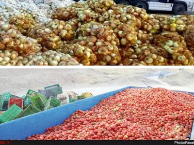 معیشت کشاورزان پیازکار در معرض نابودی