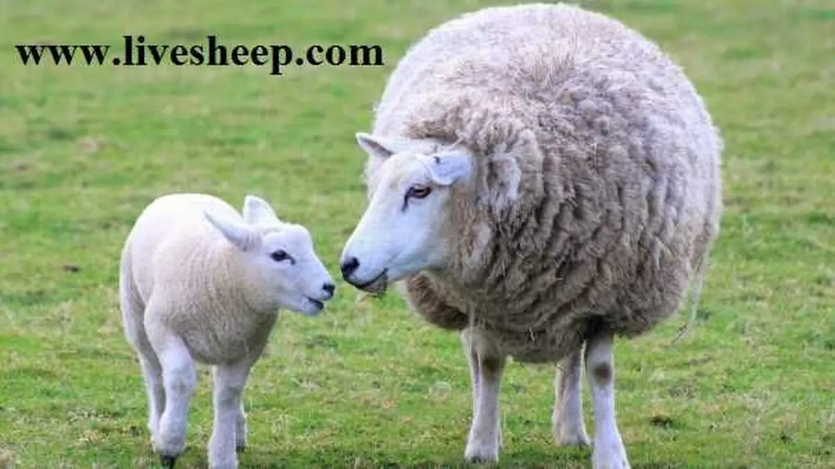 مزایای خرید اینترنتی گوسفند زنده