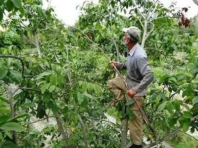 مصدومیت سه کارگر گردوچین بر اثر سقوط از درخت