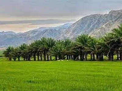 اجرای طرح توسعه نخیلات در دستور کار قرار می گیرد