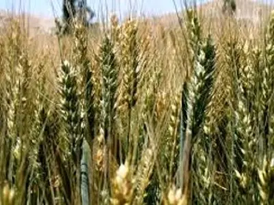 کشاورزان گلستانی در برداشت گندم عجله نکنند