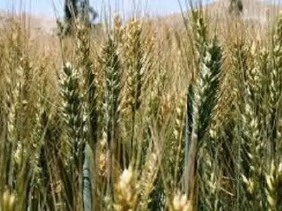 کشاورزان گلستانی در برداشت گندم عجله نکنند
