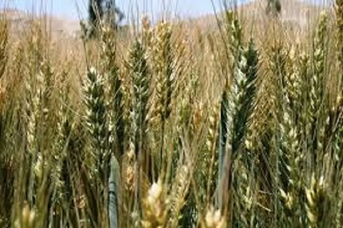 کشاورزان گلستانی در برداشت گندم عجله نکنند