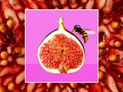 شایعه یا حقیقتی علمی؟ آیا در انجیری که می خورید، زنبور مرده وجود دارد؟