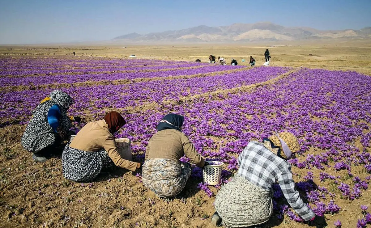 آمادگی شورای ملی زعفران برای ورود منتقدان به قیمت گذاری طلای سرخ / منتقدان باید در تسهیل صادرات نیز ورود کنند