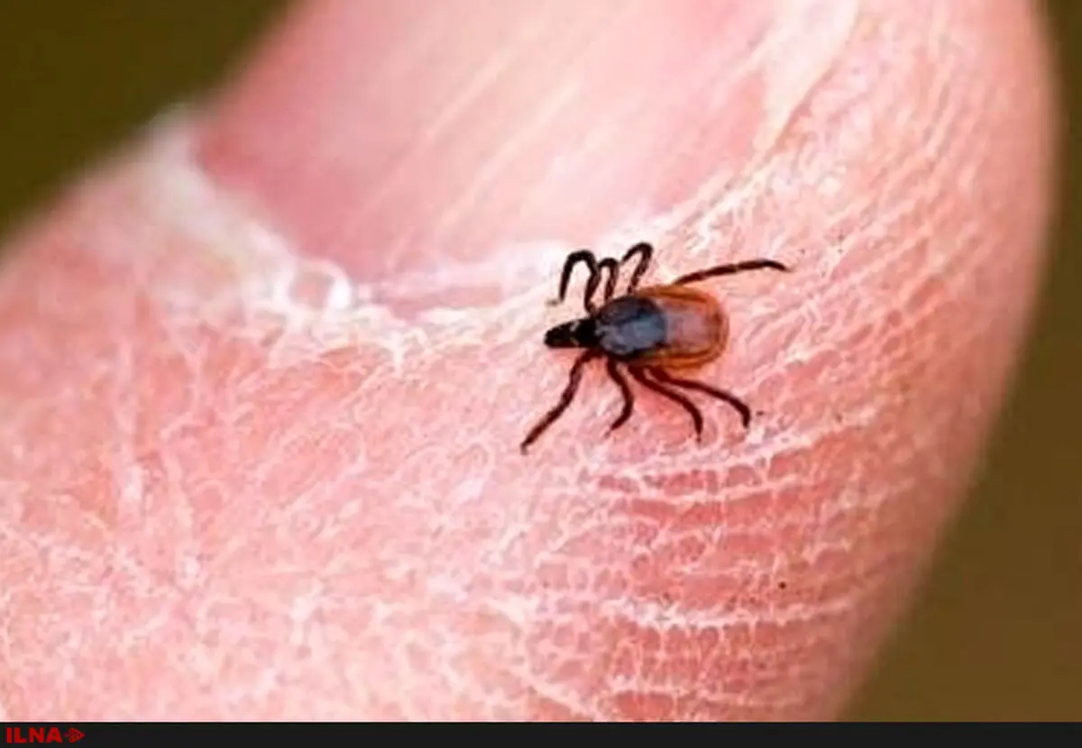 مرگ مشکوک دختر 19 ساله دهدشتی به تب کنگو