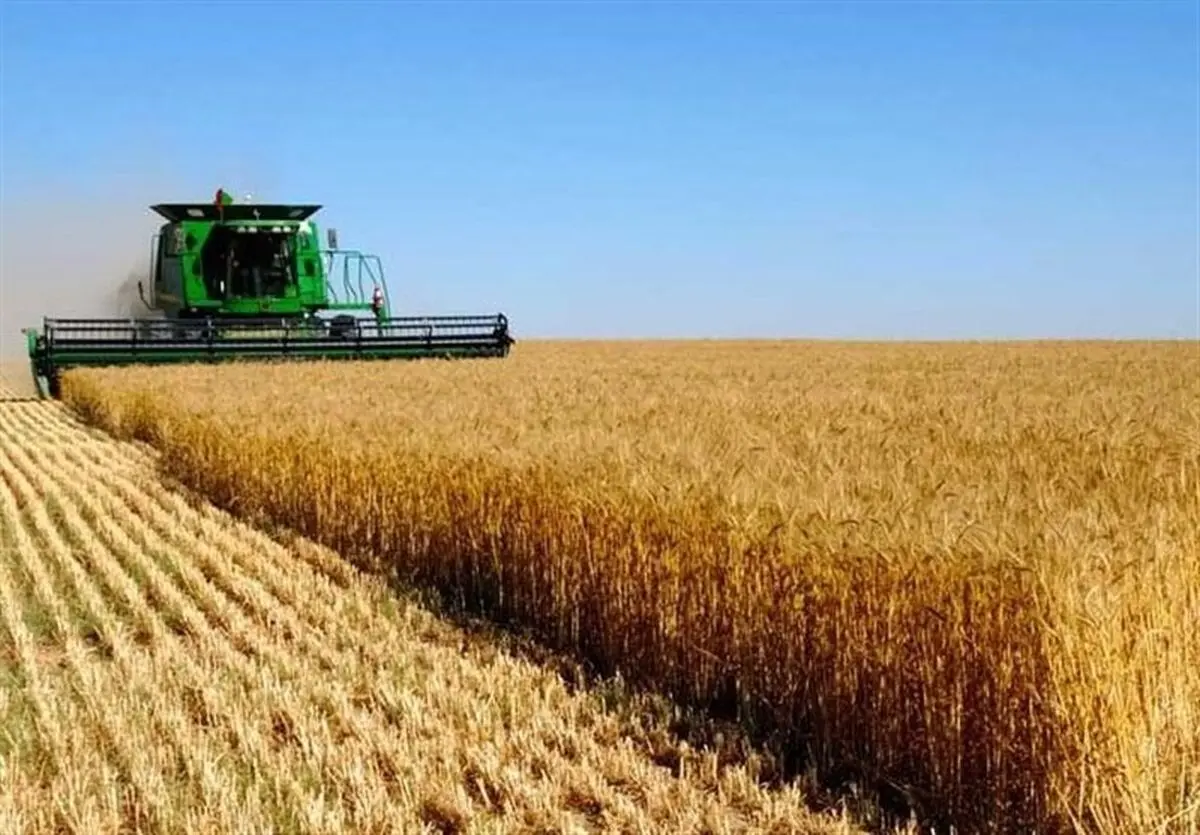 آغاز برداشت گندم از سطح مزارع استان مرکزی / برداشت جو از 20 اردیبهشت ماه آغاز شد
