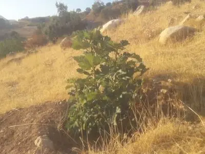 احداث نخستین باغ با پایه مادری ارقام بومی در شهرستان دزپارت/اوسطاخودوس یکی از گونه‌های در معرض خطر انقراض