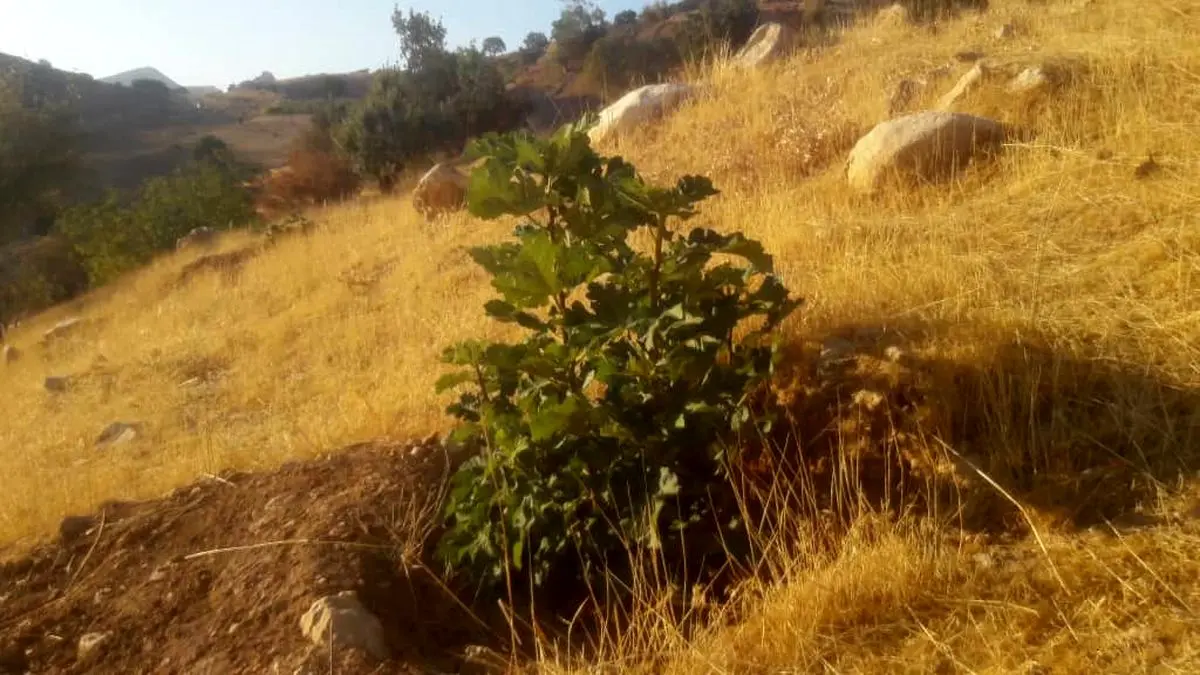 احداث نخستین باغ با پایه مادری ارقام بومی در شهرستان دزپارت/اوسطاخودوس یکی از گونه‌های در معرض خطر انقراض