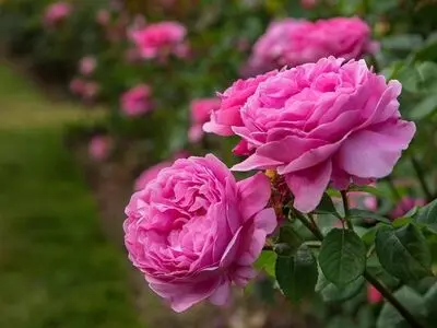 آغاز برداشت گل محمدی از گلستان‌های تربت‌ حیدریه