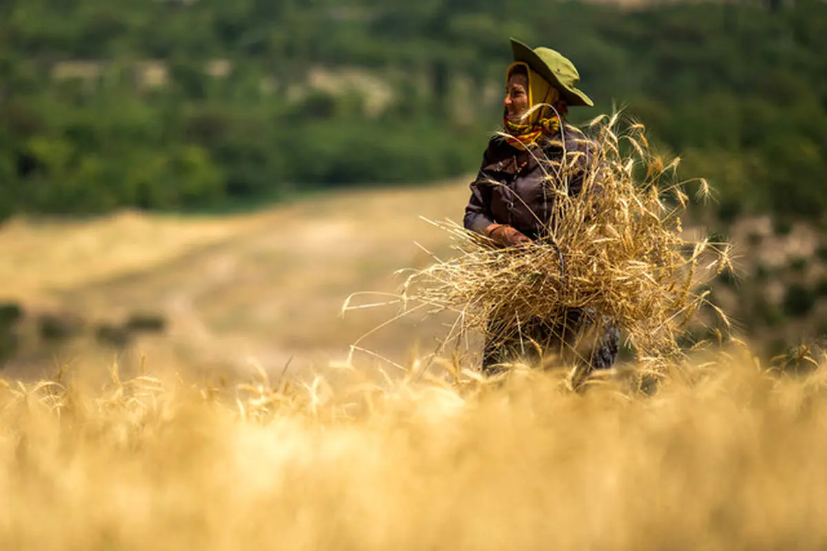 آغاز برداشت خوشه‌های طلایی گندم از مزارع کُردستان/"کامیاران" پیشتاز برداشت گندم