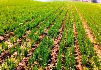 کشاورزان برنج  را به روش خشکه کاری کشت کنند