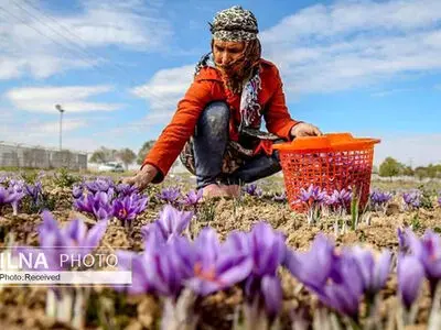 ثبت روز ملی زعفران به منظور حمایت از این محصول ملی و استراتژیک