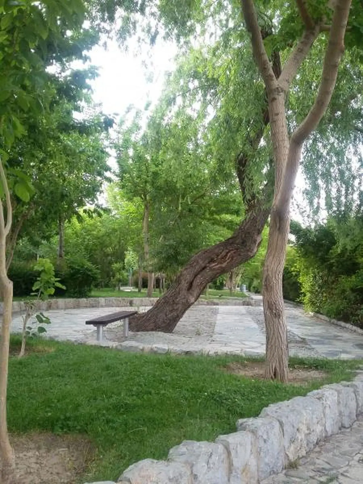 سم پاشی درختان شهر اصفهان به صورت زمینی انجام می شود/ به شایعات توجه نکنید