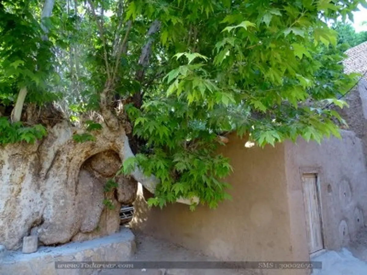  ثبت ۵ اثر در فهرست میراث طبیعی ملی استان سمنان/مجموع آثار به ۲۵ رسید/ثبت درخت چنار 350 ساله روستای تویه دامغان 