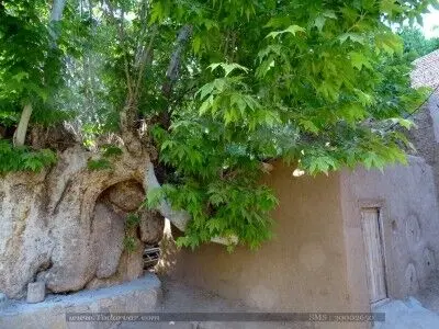  ثبت ۵ اثر در فهرست میراث طبیعی ملی استان سمنان/مجموع آثار به ۲۵ رسید/ثبت درخت چنار 350 ساله روستای تویه دامغان 