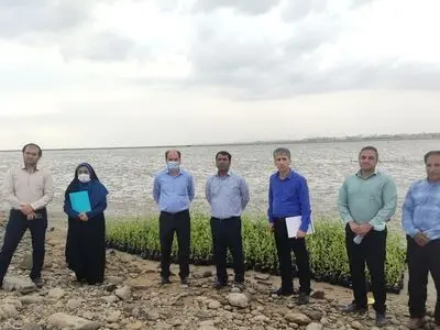 آغاز پروژه حرا کاری در سواحل بندرعباس