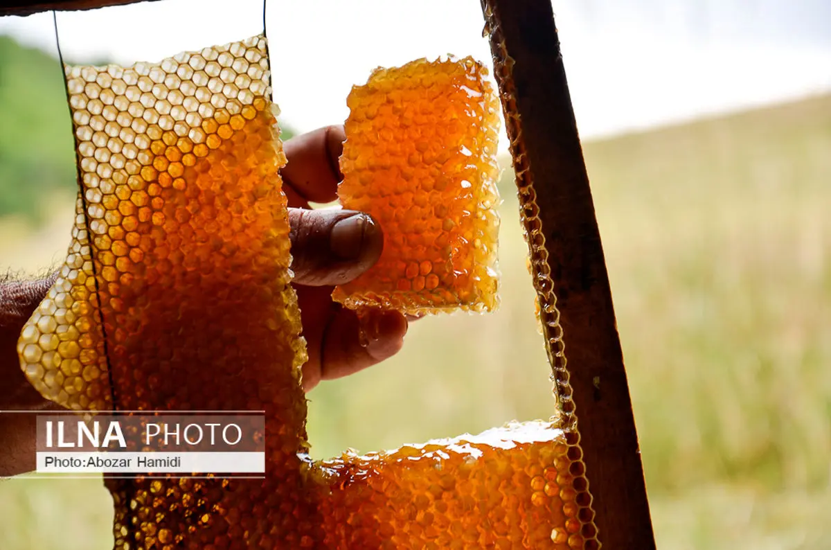 تولید بیش از 684 تن عسل طبیعی در استان قزوین