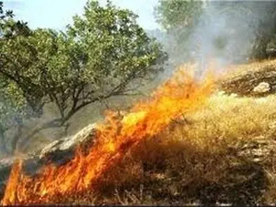 ۳۰ هکتار از باغات شهرستان دالاهو در آتش سوخت