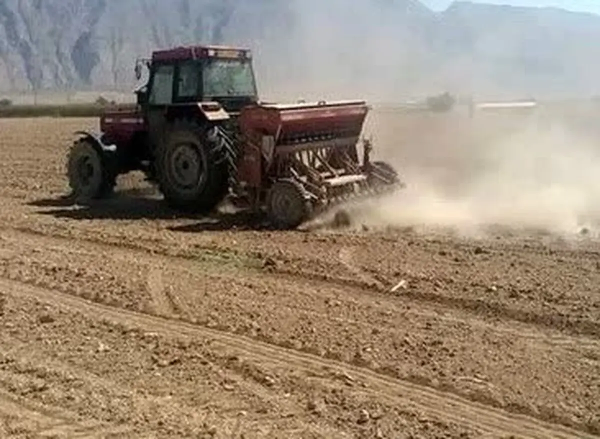 آغاز کشت کلزا در ۱۱۰۰ هکتار از مزارع فیروزآباد