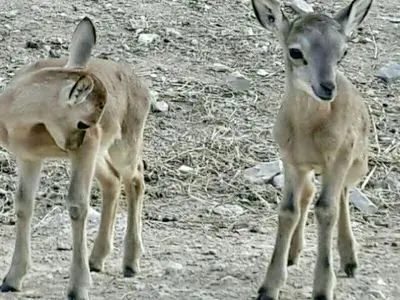 هشدارها و ممنوعیت‌های ورود به مناطق حفاظت‌شده در فصل زادآوری حیات وحش 