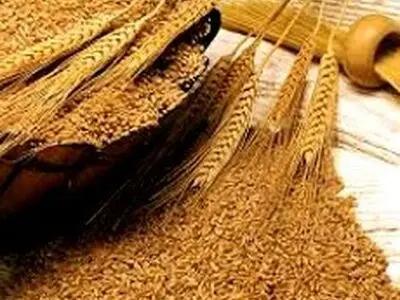 تحقیق الإکتفاء الذاتی فی إنتاج القمح للسنة الثالثة علی التوالی