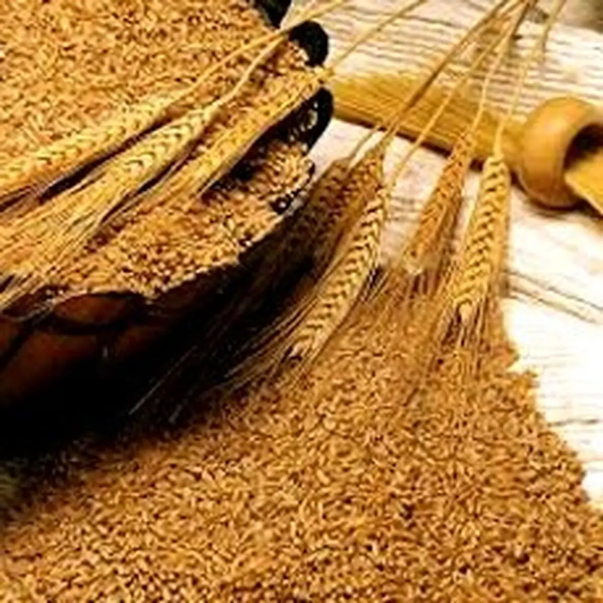 تحقیق الإکتفاء الذاتی فی إنتاج القمح للسنة الثالثة علی التوالی