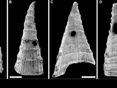 راز سوراخ‌ فسیل‌های ۵۰۰ میلیون‌ ساله چیست؟