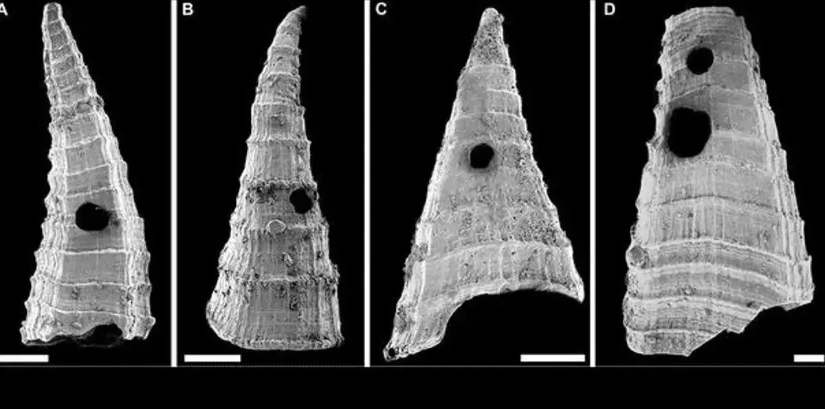 راز سوراخ‌ فسیل‌های ۵۰۰ میلیون‌ ساله چیست؟