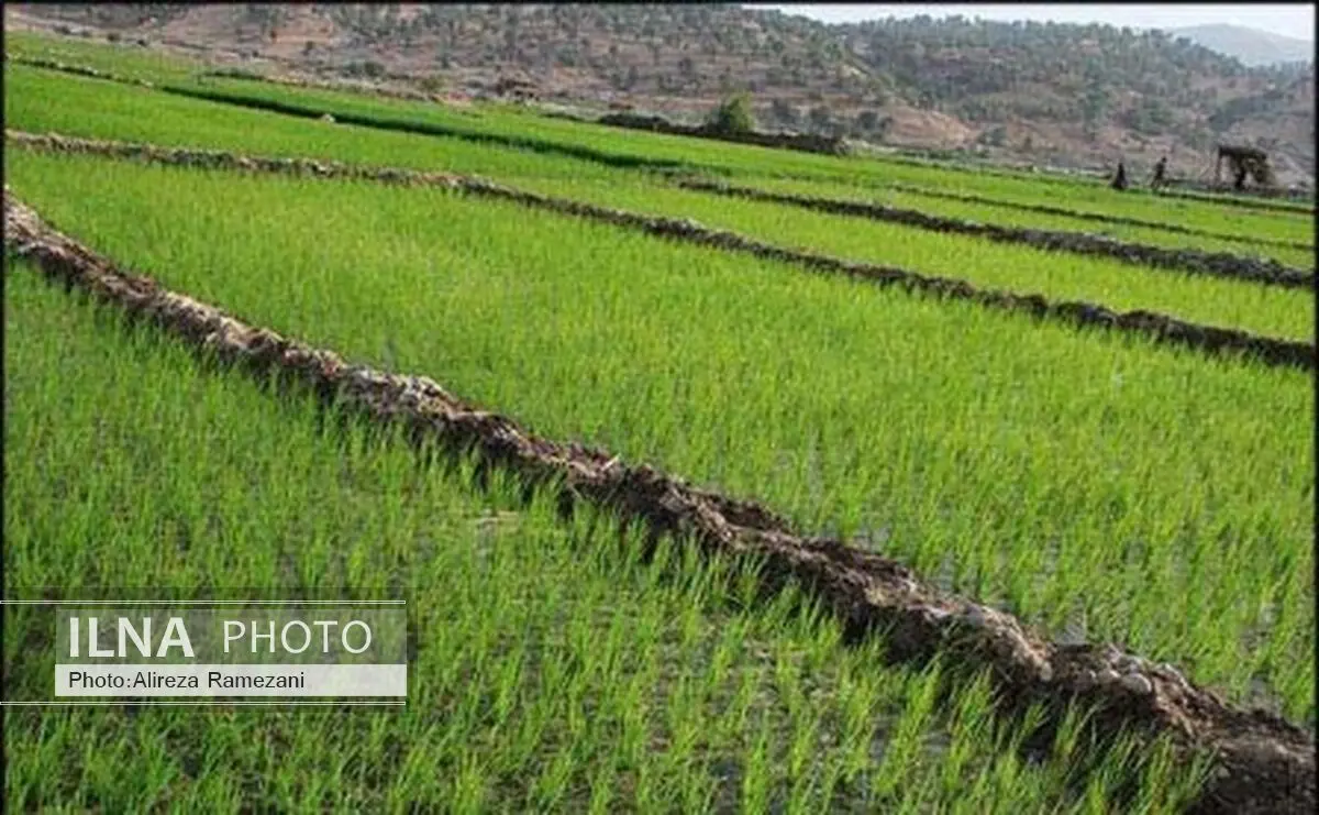 ایران 75 میلیون هکتار بیابان دارد / هیچ تولید کننده‌ای اجازه تولید انبوه محصولات تراریخته را ندارد