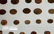 کشف ۵۰۰ سکه تاریخی در شهرستان نایین 