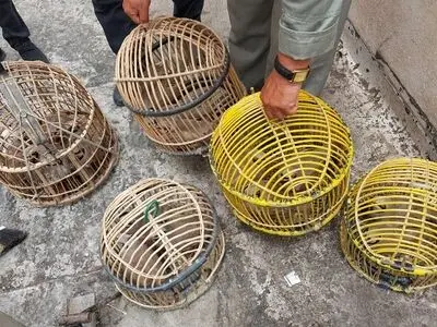 کشف و ضبط محموله کبک وحشی از شکارچیان غیر مجاز در بهارستان