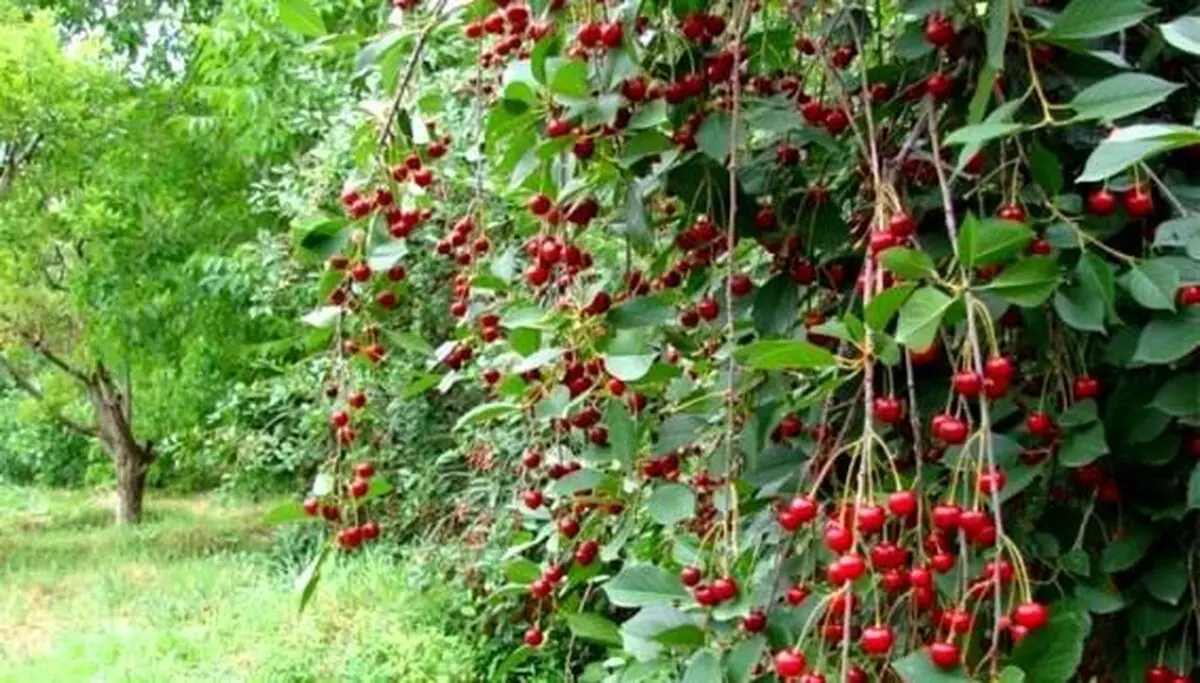 پیش بینی تولید ۲۰۰۰ تن گیلاس در گلستان
