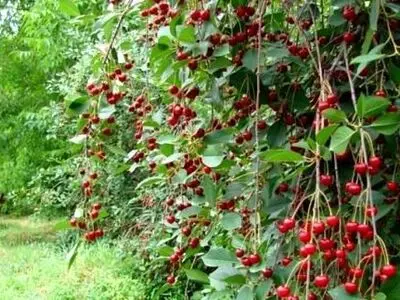 پیش بینی تولید ۲۰۰۰ تن گیلاس در گلستان