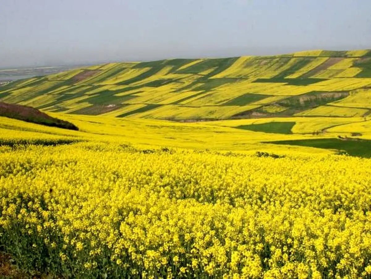 آغاز برداشت دانه روغنی کلزا از مزارع خوزستان/ افزایش ۴۵ درصدی خرید محصول/کشاورزان کلزا را فقط به مراکز خرید دولتی بفروشند