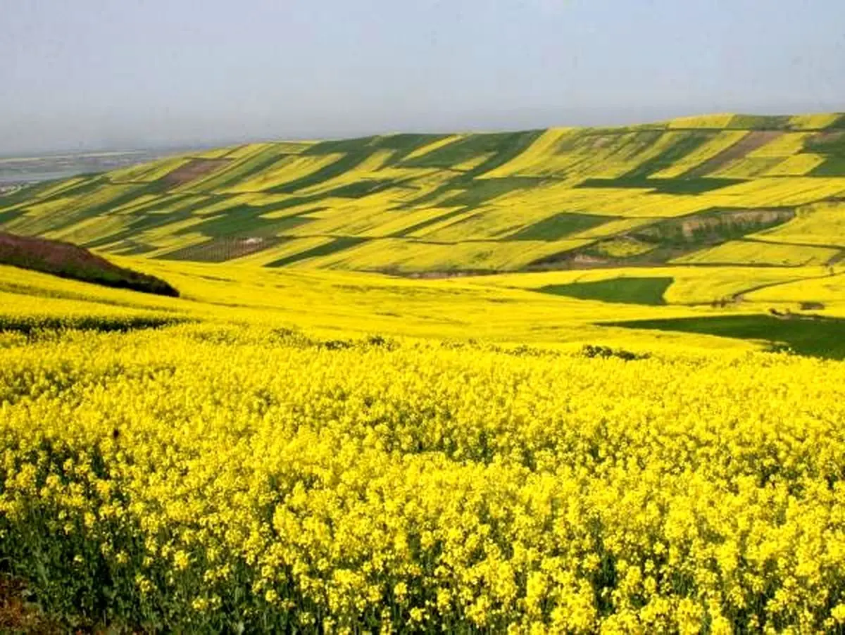  ۱۰ هزار تن کلزا در ایلام خریداری شد