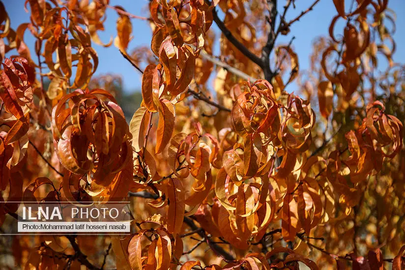 پاییز هزار رنگ کردستان 