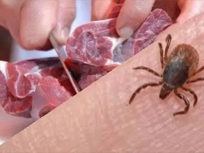 سه فرد مبتلا به تب کریمه کنگو در استان اردبیل شناسایی شد