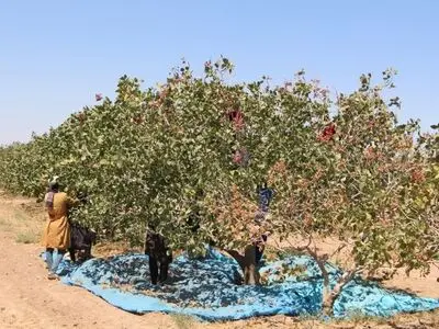 آغاز برداشت محصول پسته در تربت جام