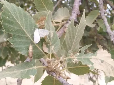 محلول پاشی جنگل های آفت زده باشت بزودی شروع می شود 