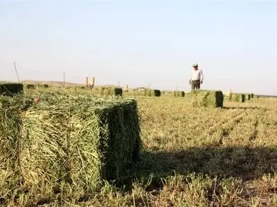 خسارت 5560 میلیارد ریالی خشکسالی به تولید علوفه در مراتع خراسان شمالی