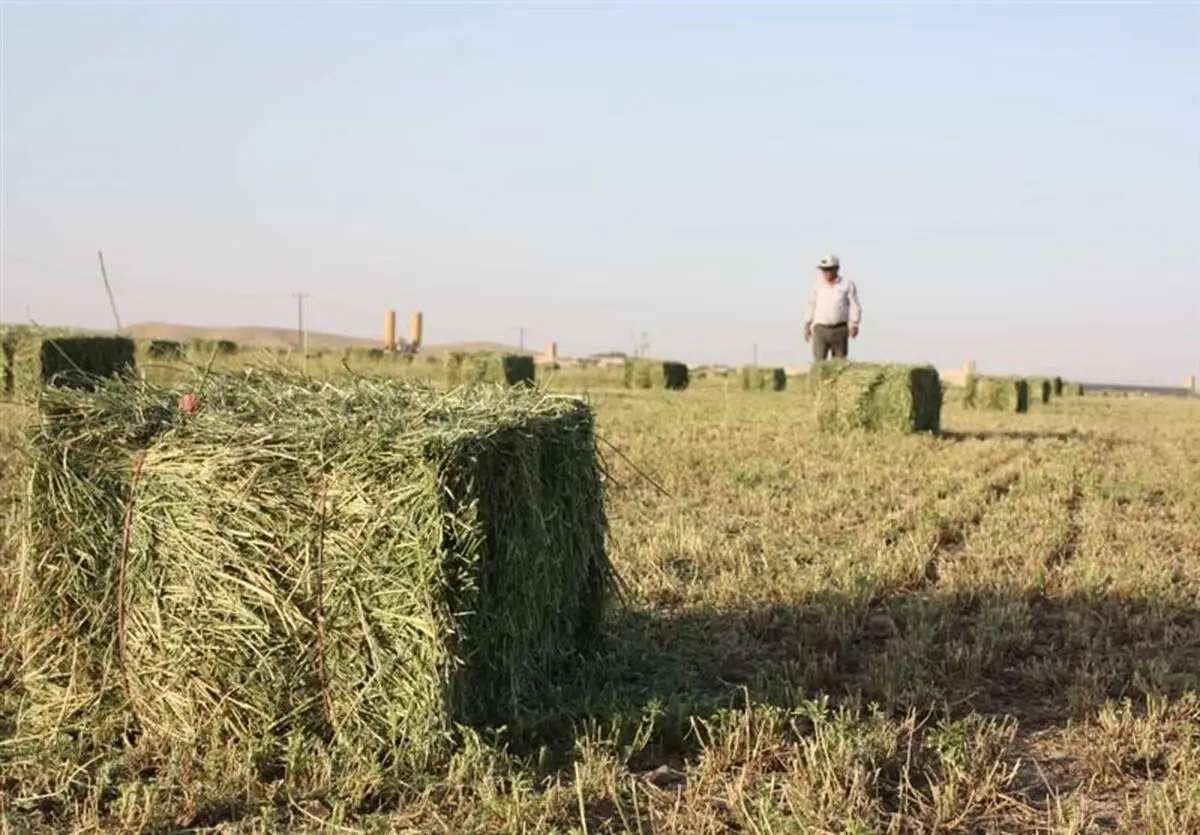 خسارت 5560 میلیارد ریالی خشکسالی به تولید علوفه در مراتع خراسان شمالی