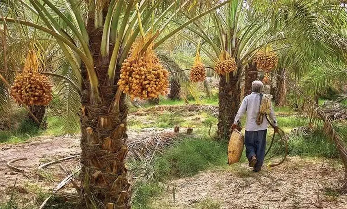 بیش از ۲ هزار تن خارک، رطب و خرما در خرمشهر برداشت شد