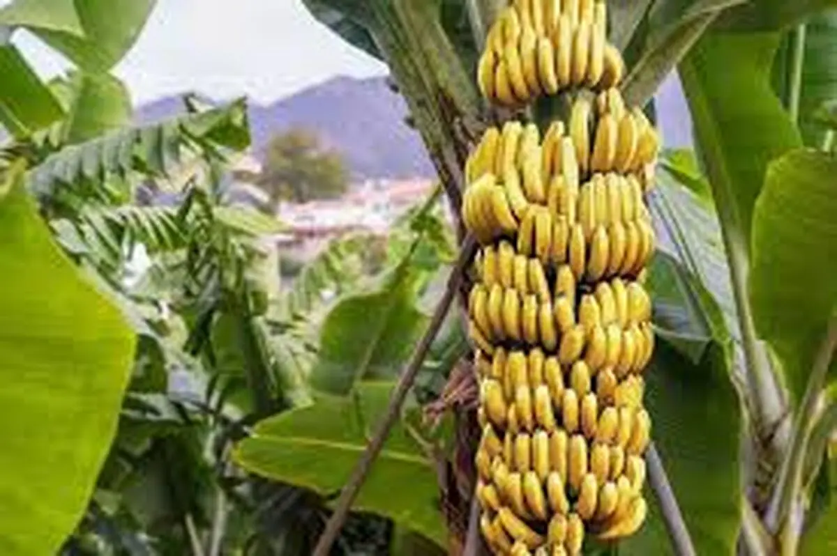  کاهش شدید صادرات موز در پی گسترش کرونا