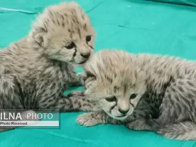 امکان بازگرداندن ۲ توله‌یوز جدا شده از توران به طبیعت وجود ندارد/ یوزپلنگِ مادر برای پیدا کردن توله‌ها برنگشته است