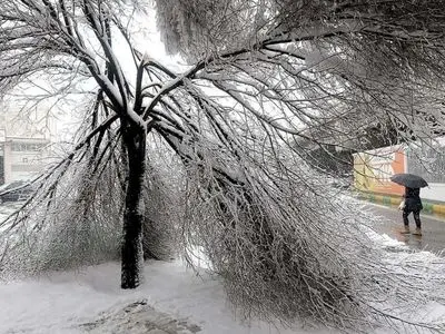 ثبت بیش از ۷۳۵ مورد سقوط و شکستگی درختان نیشابور بر اثر بارش برف