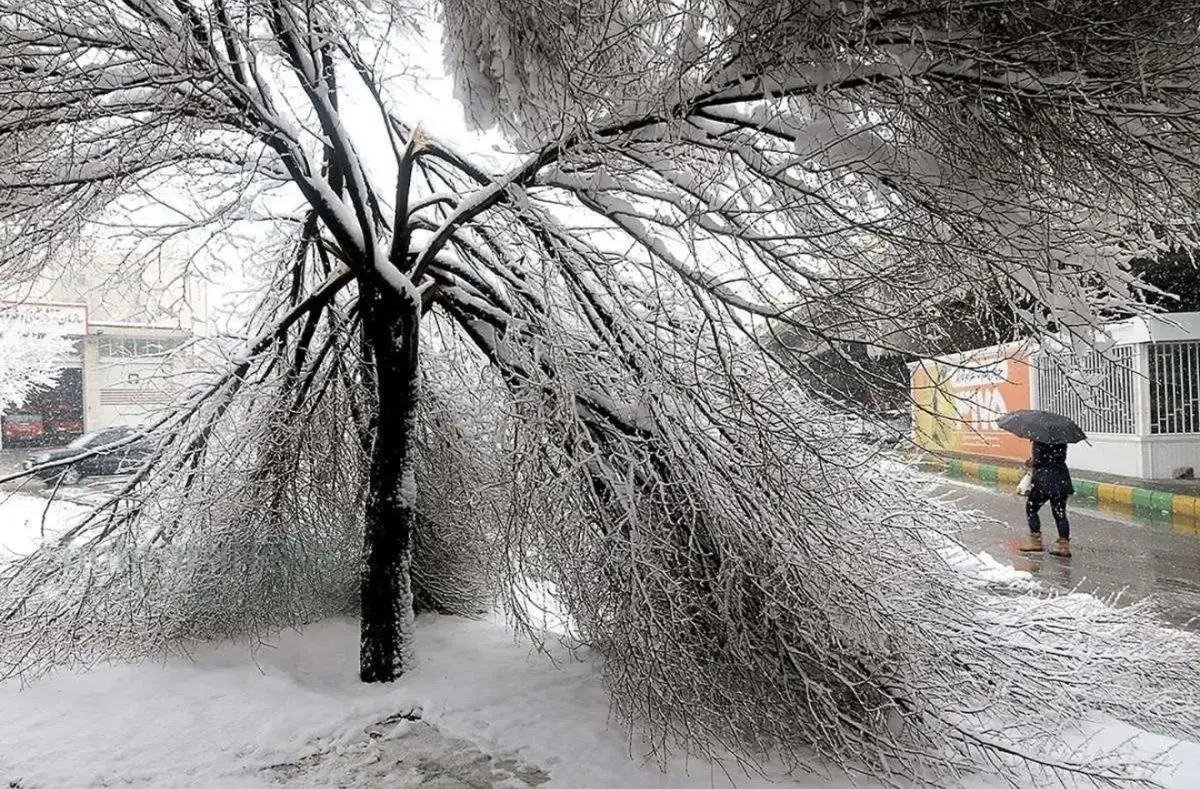 ثبت بیش از ۷۳۵ مورد سقوط و شکستگی درختان نیشابور بر اثر بارش برف