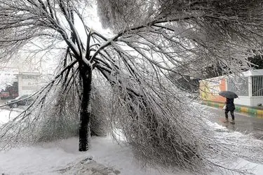 ثبت بیش از ۷۳۵ مورد سقوط و شکستگی درختان نیشابور بر اثر بارش برف