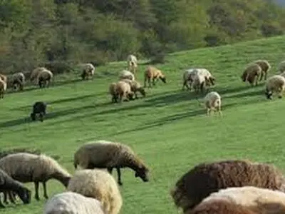 اخراج بیش از 12 هزار رأس دام غیرمجاز از مراتع استان مرکزی 